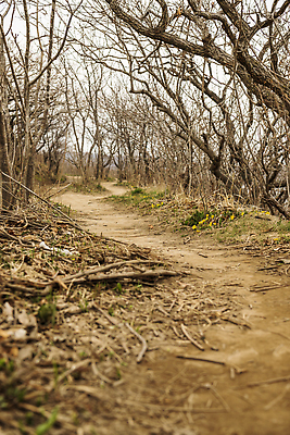 포토 JPG 해외이미지 나무 도로 잎 자국 자연 그림자 취미 사람없음 야외 햇빛 환경 숲 그림 비어있는 해외202309 해외포토 식물 길 교통시설 태양 생태계 파일형식