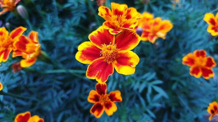 포토 JPG 해외이미지 식물 꽃잎 꽃 오렌지 사람없음 파란색 노란색 들꽃 해외202309 해외포토 컬러 과일 파일형식