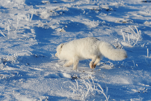 포토 JPG 해외이미지 한마리 야생동물 사람없음 걷기 설원 추위 북극 북극여우 툰드라지방 해외202309 해외포토 동물 1 모션 눈_날씨 극지방 여우 북극해 파일형식