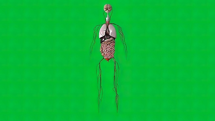 포토 JPG 해외이미지 과학 백그라운드 일러스트 해부 추상 건강 사람 사람없음 내부 치료 약 인포그래픽 고통 오르간 질병 작음 비만 생물학 시스템 외과 축적 돌봄 복근 염증 해외202309 해외일러스트 교육 감정 무늬 의학 모션 근육 병원 건반악기 크기 몸매 파일형식