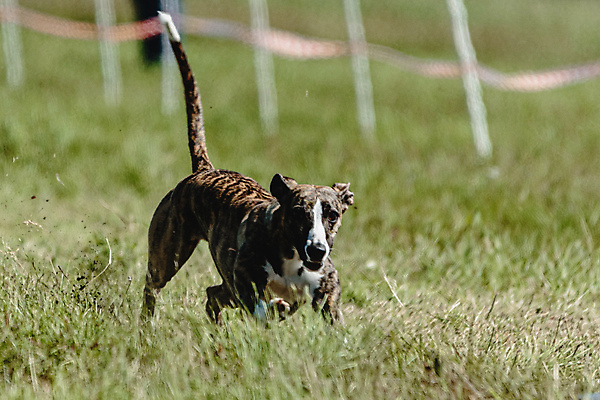 포토 JPG 해외이미지 동물 공원 행복 스포츠 셔츠 밭 포유류 모션 자연 놀이 건강 사람없음 야외 초록색 달리기 햇빛 뷰티 우주 정원 맑음 점프 검은색 경쟁 에너지 레이싱 잡기 개 유혹 강의 테리어 속도 호기심 사냥 사냥개 섬광 순간 순혈 해외202309 해외포토 공공시설 감정 컬러 컨셉 상의 농업 날씨 시합 태양 생태계 파일형식