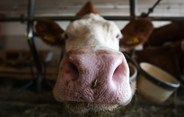 포토 JPG 해외이미지 동물 여자 유럽 음식 밭 농업 자연 털 사람없음 여름 농장 머리 환경 이탈리아 소 오스트리아 생태계 코 보케 알프스 귀 헛간 외양간 밭일 해외202309 해외포토 계절 나라 산업 포유류 사람 신체부위 저장고 파일형식
