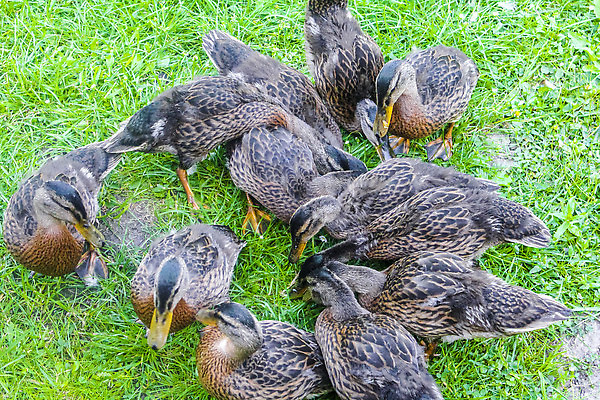 포토 JPG 해외이미지 나무 동물 공원 여자 남자 호수 야생동물 음식 컬러 백그라운드 날개 자연 조류 오리 함께함 독일 사람없음 초록색 물 여름 컬러풀 뷰티 갈색 머리 봄 연못 그룹 먹이 배고픔 깃털 부리 물새 청둥오리 내추럴 수유 해외202309 해외포토 자연요소 식물 계절 공공시설 유럽 컨셉 사람 신체부위 생태계 파일형식