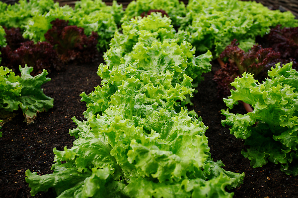 포토 JPG 해외이미지 꽃 음식 단풍 잎 농업 자연 건강 사람없음 장식 초록색 농장 농경지 정원 농사 수확 성장 침대 신선 상추 컨테이너 생태계 원예 국산 건강식 내추럴 밭일 식용 핸드메이드 세련 해외202309 해외포토 식물 산업 컬러 가구 채소 취미 파일형식