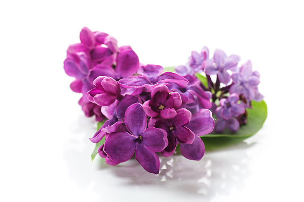 포토 JPG 해외이미지 나무 식물 디자인 꽃잎 꽃 컬러 꽃다발 결혼 백그라운드 꽃무늬 패턴 텍스트 자연 탁자 사랑 사람없음 목재 뷰티 우주 보라색 봄 벚꽃 흰색 시골 축하 신용카드 개화 작음 다발 감사 엽서 라일락 내추럴 고립 국경 해외202309 해외포토 계절 감정 가구 컨셉 무늬 재료 이벤트 금융 크기 편지 생태계 파일형식