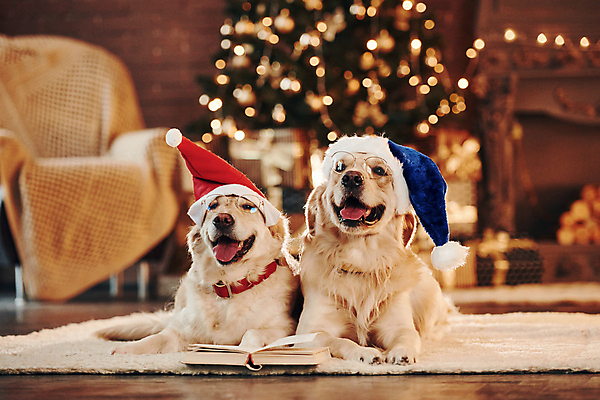 포토 JPG 해외이미지 크리스마스 두마리 산타모자 실내 사람없음 아웃포커스 책 올려보기 골든리트리버 강아지 보케 메롱 빛망울 안경낌 해외202309 해외포토 모자_잡화 기념일 안경 2 모션 촬영기법 내부 빛 반려동물 개 리트리버 파일형식