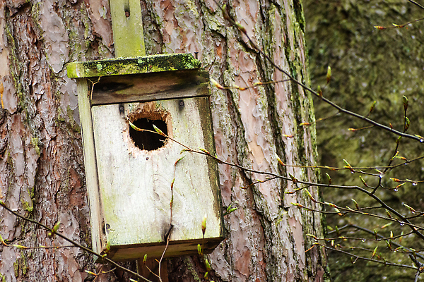 포토 JPG 해외이미지 나무 동물 계절 공원 야생동물 백그라운드 자연 조류 지붕 주택 매달리기 사람없음 야외 목재 상자 갈색 환경 정원 봄 나뭇가지 구멍 둥지 보호 숲 작음 옥상 싱글 보안 새장 내추럴 돌봄 삼림지대 생태학 옛날 핸드메이드 비어있는 해외202309 해외포토 식물 공공시설 교육 컬러 컨셉 재료 모션 안전 건물 크기 생태계 케이지 파일형식