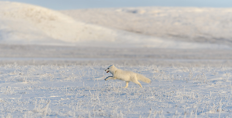 포토 JPG 해외이미지 동물 야생동물 백그라운드 캐나다 겨울 포유류 자연 털 노르웨이 사람없음 야외 뷰티 갈색 맑음 얼음 추위 흰색 모피 북극 꼬리 사냥 여우 육식동물 변장 사냥꾼 북쪽 솜털 알래스카 동물상 스칸디나비아 해외202309 해외포토 자연요소 직업 계절 유럽 컬러 북아메리카 날씨 조형물 미국 극지방 방향 생태계 파일형식