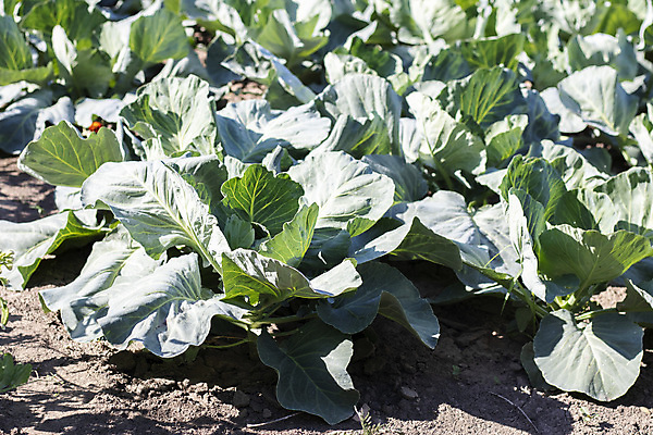 포토 JPG 해외이미지 음식 잎 밭 농업 채소 재료 자연 건강 사람없음 야외 초록색 농장 정원 샐러드 수확 성장 신선 유기농 원예 양배추 날것 비타민 잡종 내추럴 땅바닥 밭일 채식주의자 케일 세련 해외202309 해외포토 식물 웰빙 산업 컬러 바닥 취미 생태계 채식 영양소 파일형식