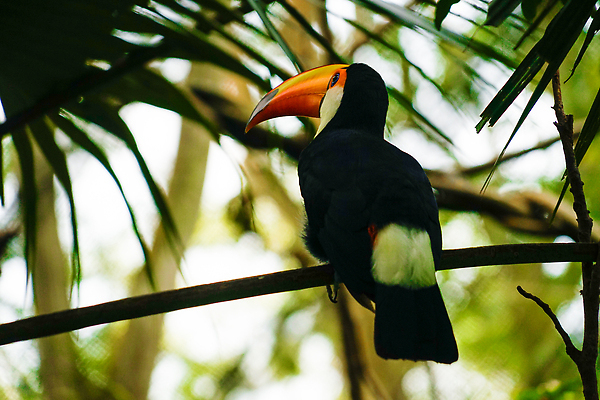 포토 JPG 해외이미지 조류 양파 사람없음 컬러풀 숲 휴양지 부리 물새 싱가폴 강렬 해외202309 해외포토 동물 아시아 컬러 채소 장소 파일형식