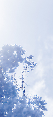 포토 JPG 해외이미지 꽃 백그라운드 사람없음 파란색 나뭇가지 화려 카피스페이스 해외202309 해외포토 나무 식물 컬러 컨셉 공백 파일형식