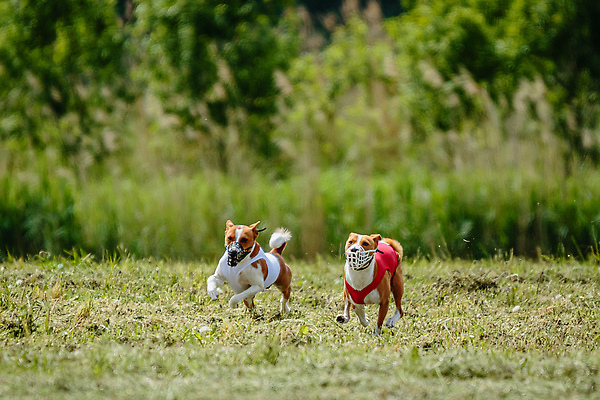 포토 JPG 해외이미지 동물 공원 행복 스포츠 셔츠 밭 포유류 모션 자연 놀이 건강 사람없음 야외 초록색 달리기 햇빛 뷰티 우주 정원 맑음 점프 검은색 경쟁 에너지 레이싱 잡기 개 유혹 강의 테리어 속도 호기심 사냥 사냥개 섬광 순간 순혈 해외202309 해외포토 공공시설 감정 컬러 컨셉 상의 농업 날씨 시합 태양 생태계 파일형식