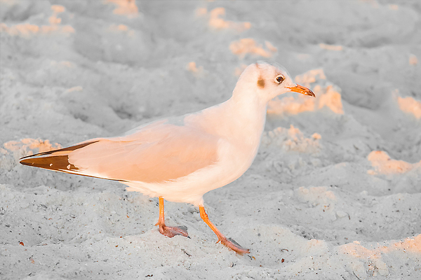 포토 JPG 해외이미지 동물 1 실루엣 야생동물 모래 바다 여행 백그라운드 자연 갈매기 조류 해변 사람없음 야외 물 빛 뷰티 평화 환경 일몰 자유 흰색 지중해 깃털 부리 내추럴 고립 혼자 해외202309 해외포토 자연요소 컬러 컨셉 촬영기법 노을 생태계 파일형식