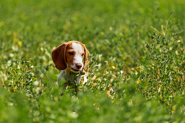 포토 JPG 해외이미지 동물 1 공원 교육 행복 분홍색 밭 포유류 자연 건강 사람없음 야외 가로 빨간색 초록색 반려동물 노란색 걷기 봄 행운 개 강아지 작음 코 사냥 비글 송곳니 기르기 복종 신앙심 유래 순혈 해외202309 해외포토 계절 공공시설 감정 컬러 컨셉 농업 모션 신체부위 치아 크기 생태계 돌봄 파일형식