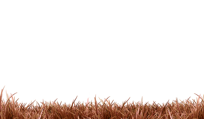 포토 JPG 해외이미지 식물 배너 공원 선 잎 겨울 꽃무늬 패턴 밭 자연 건조 파노라마 풍경 잔디 사람없음 장식 가로 초록색 여름 햇빛 갈색 노란색 환경 정원 성장 가을 시골 신선 바 땅 자르기 흰배경 레이아웃 덮기 시들음 고립 생태학 벡터 반복 국경 해외202309 해외포토 계절 공공시설 교육 꽃 컬러 백그라운드 무늬 농업 모션 촬영기법 태양 흰색 생태계 파일형식