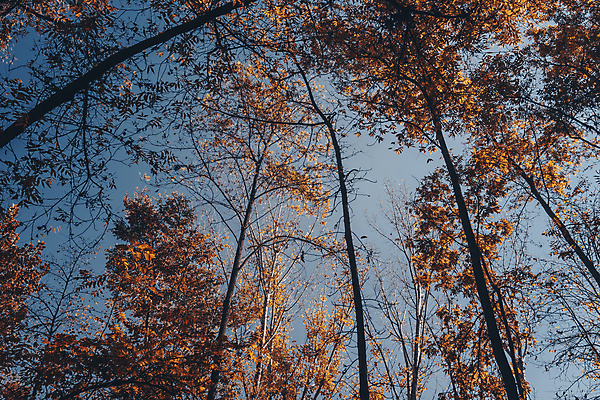포토 JPG 해외이미지 나무 계절 공원 로우앵글 컬러 백그라운드 단풍 잎 자연 하늘 바닥 사람없음 야외 목재 파란색 빛 햇빛 노란색 환경 맑음 성장 나뭇가지 황금 숲 아래 순수 장면 내추럴 옛날 해외202309 해외포토 식물 공공시설 뷰포인트 컨셉 재료 날씨 태양 방향 생태계 위치 파일형식