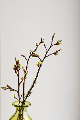 포토 JPG 해외이미지 식물 디자인 계절 꽃 줄기 잎 꽃무늬 자연 유리 부활절 새로움 사람없음 장식 초록색 물 빛 뷰티 새싹 정원 꽃병 봄 성장 벚꽃 흰색 나뭇가지 신선 작음 4월 다발 허브 묘사 질감 부드러움 내추럴 해외202309 해외포토 자연요소 나무 기념일 컬러 컨셉 무늬 재질 감각 날짜 크기 생태계 파일형식