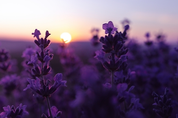 포토 JPG 해외이미지 식물 꽃 유럽 컬러 백그라운드 꽃무늬 밭 농업 자연 풍경 사람없음 야외 초록색 여름 파란색 빛 뷰티 정원 보라색 활발 프랑스 벚꽃 시골 신선 개화 닫기 다발 허브 제비꽃 향수 향기 아로마 향 아로마테라피 라벤더 라일락 내추럴 프로방스 해외202309 해외포토 계절 나라 산업 컨셉 무늬 모션 화장품 생태계 냄새 테라피 파일형식