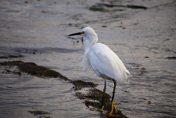포토 JPG 해외이미지 조류 사람없음 흰색 썰물 해외202309 해외포토 동물 바다 컬러 파일형식