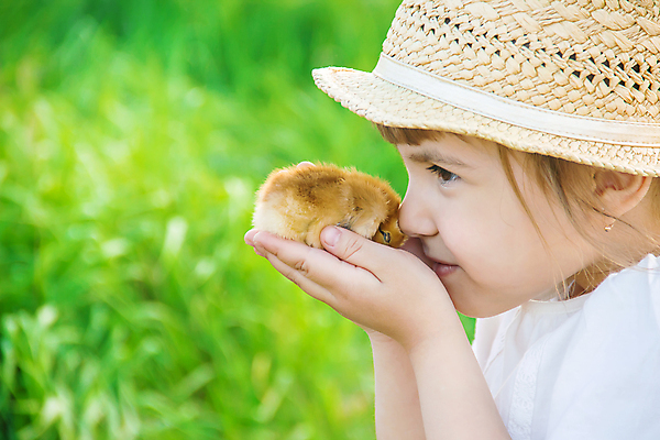 포토 JPG 해외이미지 한마리 여자 어린이 병아리 한명 들기 상반신 야외 옆모습 밀짚모자 소녀한명만 해외202309 해외포토 모자_잡화 1 뷰포인트 모션 조류 사람 여자한명만 소녀만 파일형식