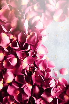 포토 JPG 해외이미지 꽃잎 분홍색 백그라운드 사람없음 장미 카피스페이스 해외202309 해외포토 꽃 컬러 공백 파일형식