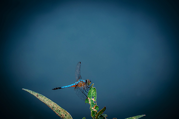 포토 JPG 해외이미지 식물 동물 공원 야생동물 컬러 곤충 백그라운드 잎 신체 자연 사람없음 야외 컬러풀 환경 검은색 봄 용 닫기 벌레 묘사 질감 생물학 육식동물 마법 내추럴 동물상 해외202309 해외포토 계절 공공시설 교육 모션 조형물 생태계 파일형식