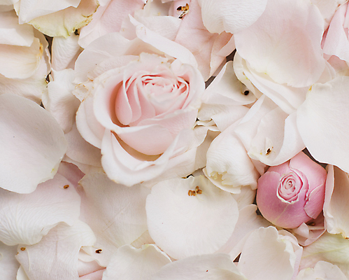 포토 JPG 해외이미지 꽃잎 백그라운드 자연 사람없음 장미 해외202309 해외포토 꽃 생태계 파일형식