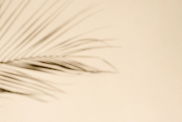 포토 JPG 해외이미지 나무 식물 디자인 실루엣 벽 여행 백그라운드 컨셉 잎 패턴 곡선 자연 벽지 추상 휴가 손바닥 그림자 미술 사람없음 초록색 빛 햇빛 태양 뷰티 반사 유행 정원 맑음 축제 낭만 나뭇가지 뜨거움 정상 심볼 질감 윤곽 내추럴 이국적 미니멀 해외202309 해외포토 자연요소 손 선 컬러 무늬 날씨 문화예술 촬영기법 생태계 파일형식