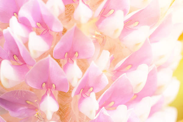 포토 JPG 해외이미지 식물 꽃잎 꽃 아시아 백그라운드 꽃무늬 태국 자연 사람없음 야외 컬러풀 뷰티 보라색 벚꽃 흰색 허브 완두콩 부드러움 포도나무 내추럴 이국적 해외202309 해외포토 나라 컬러 무늬 콩 감각 과일나무 생태계 파일형식