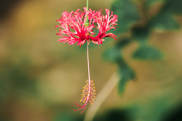 포토 JPG 해외이미지 식물 꽃잎 꽃 분홍색 컬러 잎 꽃무늬 자연 휴가 열대 골격 매달리기 사람없음 장식 빨간색 초록색 여름 컬러풀 햇빛 뷰티 탑 정원 일본 중국 줄무늬 꽃술 등불 신선 개화 산호 약초 관목 원예 서식 하와이 거미 반전 세이셸 히비스커스 해외202309 해외포토 나무 건축물 계절 아시아 곤충 컨셉 무늬 모션 아프리카 조명 취미 태양 미국 풀_식물 자포동물 생태계 파일형식