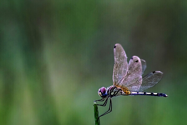 포토 JPG 해외이미지 식물 동물 계절 야생동물 컬러 나비 곤충 백그라운드 잎 패턴 밭 날개 자연 사람없음 초록색 여름 파란색 컬러풀 뷰티 머리 환경 검은색 봄 닫기 벌레 잠자리 생물학 꼬리 공상 녹색배경 내추럴 동물상 엘리먼트 해외202309 해외포토 교육 무늬 농업 모션 신체부위 조형물 생태계 파일형식