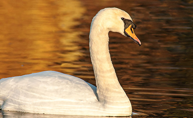 포토 JPG 해외이미지 동물 호수 물결 야생동물 백그라운드 자연 조류 발렌타인데이 사랑 사람없음 야외 물 빛 강 뷰티 반사 평화 수영 침묵 거울 흰색 연못 황무지 우아함 심볼 순수 깃털 부리 백조 장면 목 단아함 해외202309 해외포토 자연요소 감정 컬러 컨셉 데이이벤트 신체부위 소리 수상스포츠 생태계 파일형식