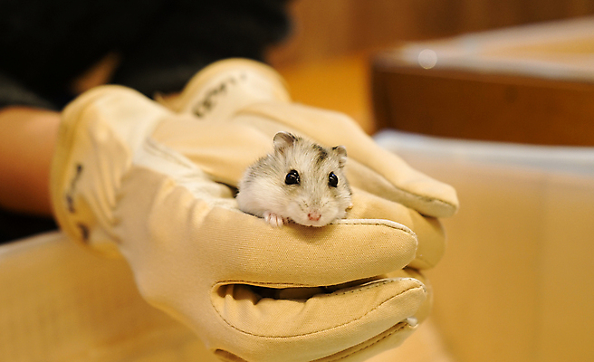 포토 JPG 해외이미지 동물 야생동물 생물 동물원 사람없음 반려동물 쥐 설치류 작음 결백 해외202309 해외포토 크기 파일형식