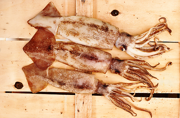 포토 JPG 해외이미지 스튜디오촬영 음식 백그라운드 재료 건강 어류 사람없음 갈색 신선 맛 해산물 오징어 문어 촉수 생식 정물화 카피스페이스 맛있는 나무배경 해외202309 해외포토 컬러 컨셉 연체동물 실내 수중동물 공백 그림 파일형식