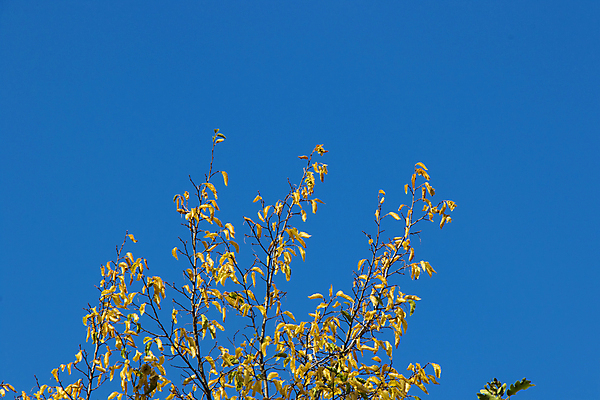 포토 JPG 해외이미지 나무 식물 계절 공원 컬러 백그라운드 단풍 잎 오렌지 자연 풍경 사람없음 야외 가로 빛 태양 뷰티 노란색 평화 맑음 활발 가을 나뭇가지 시골 도시 황금 숲 11월 장면 내추럴 카피스페이스 해외202309 해외포토 자연요소 공공시설 컨셉 과일 날씨 공백 날짜 생태계 파일형식