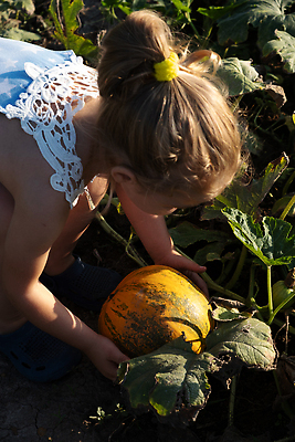 포토 JPG 해외이미지 식물 계절 음식 컨셉 잎 밭 농업 채소 오렌지 자연 호박 휴가 건강 사람없음 야외 장식 초록색 여름 햇빛 농장 노란색 정원 맑음 할로윈 수확 성장 가을 신선 9월 유기농 원예 박 추수감사절 10월 내추럴 땅바닥 숙성 세련 해외202309 해외포토 웰빙 산업 기독교 컬러 과일 날씨 바닥 취미 태양 날짜 생태계 파일형식