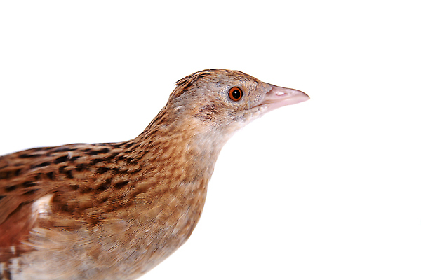 포토 JPG 해외이미지 동물 야생동물 일러스트 자연 조류 동물원 종류 육류 요리 서기 사람없음 글로벌 검은색 흰색 행운 보호 깃털 싱글 부리 판화 멸종 내추럴 고립 동물상 생태학 집게발 해외202309 해외일러스트 멸종위기종 교육 컬러 컨셉 식재료 모션 미술 조형물 생태계 파일형식