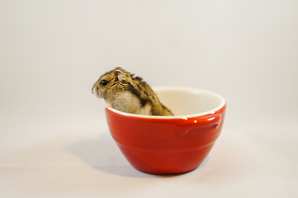 포토 JPG 해외이미지 동물 학생 식기 접시 야생동물 어린이 조명 생물 수염 주택 사람없음 컵 빨간색 빛 반려동물 에너지 흰색 최고 사발 둥지 쥐 설치류 작음 먹이 밀짚 결백 해외202309 해외포토 컬러 사람 건물 사기그릇 짚 크기 파일형식