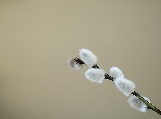 포토 JPG 해외이미지 나무 식물 계절 꽃 줄기 꽃다발 잎 꽃무늬 자연 휴가 부활절 사람없음 뷰티 우주 고양이 봄 회색 성장 벚꽃 흰색 나뭇가지 신선 개화 막대기 4월 모피 버드나무 관목 꽃가루 부드러움 솜털 내추럴 고립 엘리먼트 카피스페이스 미니멀리스트 해외202309 해외포토 기념일 컬러 무늬 포유류 반려동물 공백 감각 날짜 가루 생태계 파일형식