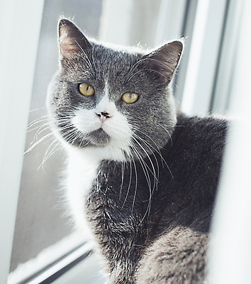 포토 JPG 해외이미지 동물 응시 얼굴 백그라운드 포유류 영국 수염 털 사람없음 초록색 파란색 반려동물 뷰티 머리 고양이 회색 흰색 닫기 모피 콧수염 호기심 코 부드러움 얼룩무늬 솜털 고립 주목 순혈 해외202309 해외포토 시선 감정 유럽 컬러 컨셉 무늬 모션 신체부위 감각 파일형식