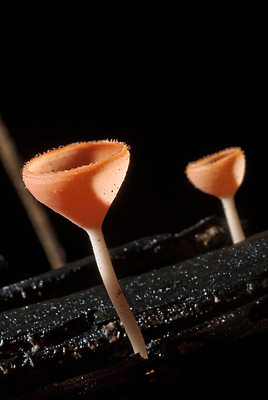 포토 JPG 해외이미지 나무 분홍색 사람없음 어둠 버섯 비 야간 숲 해외202309 해외포토 자연요소 식물 컬러 날씨 파일형식