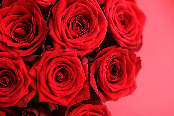 포토 JPG 해외이미지 꽃다발 근접촬영 사람없음 빨간색 장미 로맨틱 해외202309 해외포토 꽃 뷰포인트 컬러 컨셉 파일형식