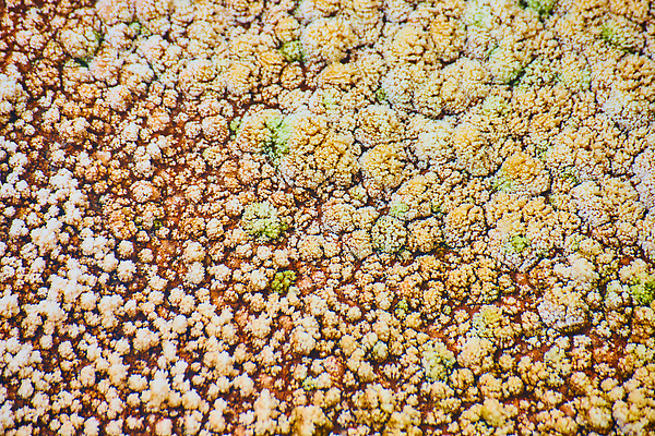 포토 JPG 해외이미지 식물 공원 음식 여행 패턴 다이어트 채소 재료 건조 수영장 건강 국립공원 옥수수 요리 씨앗 사람없음 물 컬러풀 갈색 노란색 주방 식사 닫기 수증기 위험 먹기 허브 유기농 질감 완두콩 날것 내추럴 석회암 신맛 와이오밍 유황 채식주의자 막 해외202309 해외포토 자연요소 웰빙 공공시설 컬러 컨셉 무늬 모션 콩 곡류 암석 맛 채식 파일형식