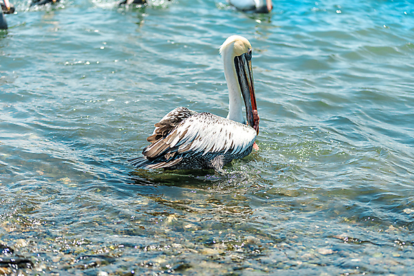 포토 JPG 해외이미지 동물 호수 야생동물 바다 자연 조류 종류 어류 사람없음 야외 물 파란색 뷰티 갈색 회색 흰색 연못 오픈 큼 먹기 왜가리 펠리컨 깃털 부리 내추럴 수유 파우치 해외202309 해외포토 자연요소 컬러 가방 모션 수중동물 크기 생태계 파일형식