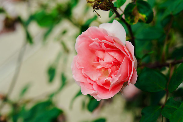 포토 JPG 해외이미지 식물 꽃잎 꽃 분홍색 컬러 백그라운드 잎 꽃무늬 자연 발렌타인데이 사랑 사람없음 야외 장식 빨간색 초록색 여름 컬러풀 뷰티 장미 노란색 정원 봄 낭만 벚꽃 흰색 신선 개화 관목 원예 향기 화단 내추럴 해외202309 해외포토 나무 계절 감정 컨셉 무늬 데이이벤트 취미 생태계 냄새 파일형식
