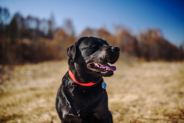 포토 JPG 해외이미지 동물 라이프스타일 공원 행복 백그라운드 장난 포유류 자연 놀이 건강 실험 사람없음 야외 초록색 반려동물 뷰티 맑음 검은색 봄 산책 하이킹 개 리트리버 강아지 숲 래브라도리트리버 쉬는시간 송곳니 기르기 동반자 유래 순혈 해외202309 해외포토 계절 공공시설 감정 컬러 레저 날씨 휴식 생활 치아 생태계 돌봄 파일형식