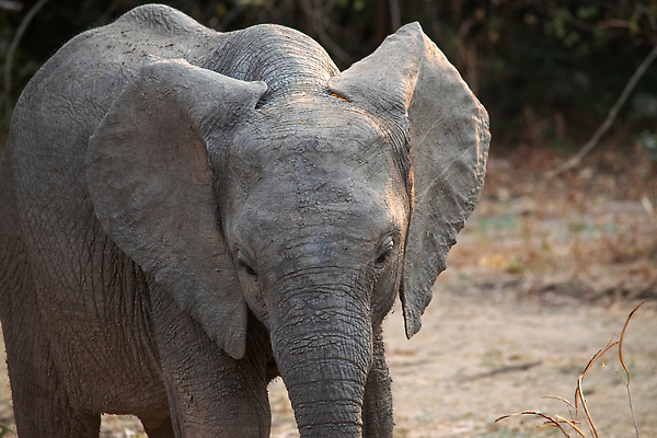 포토 JPG 해외이미지 동물 공원 얼굴 야생동물 새끼 여행 포유류 가족 아프리카 자연 코끼리 사람없음 물 걷기 마시기 아기 황무지 군중 큼 사파리 황소 꼬리 귀 먼지 상아 케냐 남쪽 나미비아 남아프리카 보츠와나 잠비아 전국 탄자니아 크루거 해외202309 해외포토 자연요소 공공시설 나라 관계 모션 사람 신체부위 소 크기 방향 생태계 남아프리카공화국 파일형식