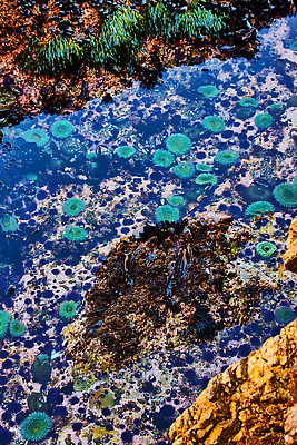 포토 JPG 해외이미지 식물 디자인 꽃 선 바다 컬러 컨셉 패턴 벽지 표면 미술 사람없음 물 컬러풀 숫자 사각형 활발 거친 산호초 낟알 질감 산등성이 복고 캘리포니아 모자이크 암초 아네모네 특별함 해외202309 해외포토 자연요소 도형 문자 무늬 문화예술 산 미국 수중식물 파일형식