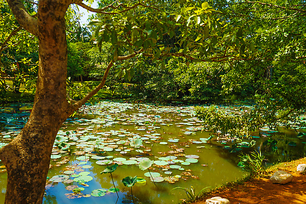 포토 JPG 해외이미지 식물 해외 아시아 유적 자연 하늘 풍경 사람없음 도시풍경 궁전 세계문화유산 바위 도시 스리랑카 해외202309 해외포토 전통 나라 고건축 문화재 돌_바위 생태계 파일형식