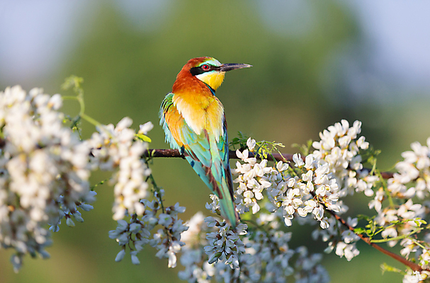 포토 JPG 해외이미지 나무 동물 공원 야생동물 백그라운드 오렌지 자연 조류 생물 멕시코 사람없음 야외 목재 빨간색 초록색 파란색 컬러풀 뷰티 갈색 노란색 머리 정원 검은색 봄 흰색 나뭇가지 숲 작음 깃털 꼬리 부리 내추럴 동물상 해외202309 해외포토 식물 계절 공공시설 컬러 북아메리카 과일 재료 신체부위 조형물 크기 생태계 파일형식